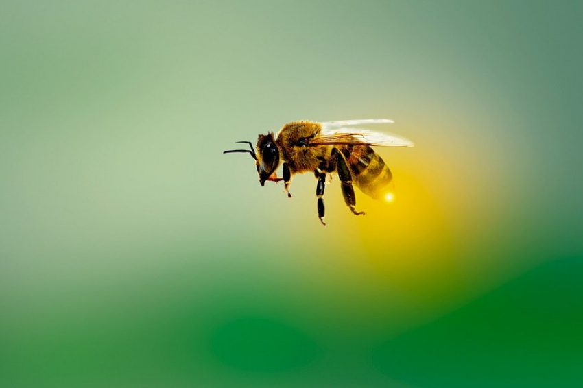 Выявлена первая колония индийской карликовой медоносной пчелы в Европе