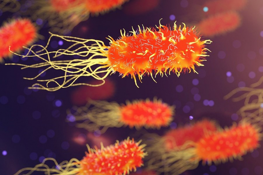 Повседневная еда содержит порядка 11 тысяч бактерий