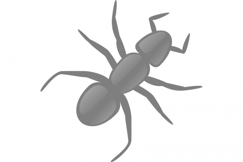 Live Science: термиты накапливают в "рюкзаках" летучий токсин