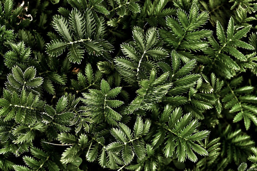 Фотосинтез может происходить в условиях почти полной темноты