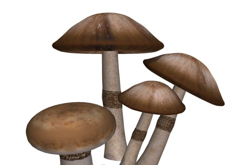 Американские ученые создали роботов на основе грибного мицелия