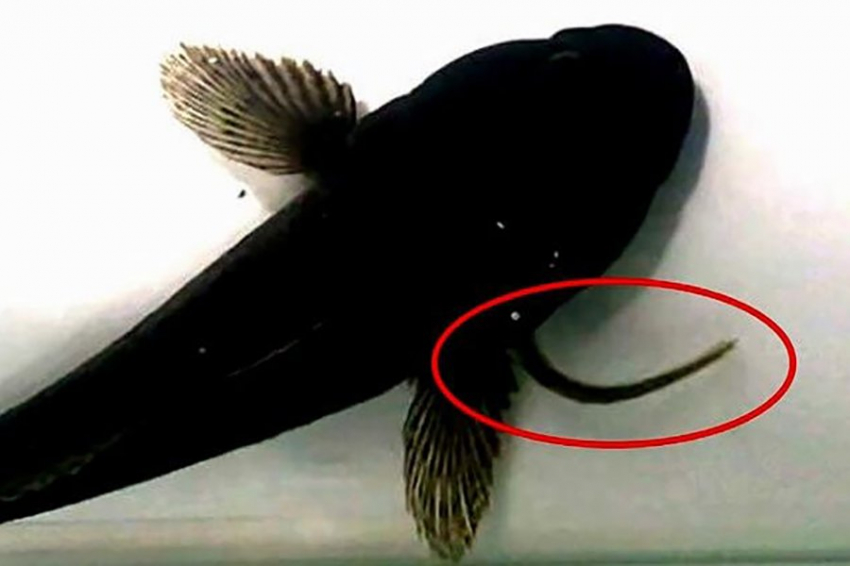 Ученые выяснили, как угри избегают смерти после того, как их проглотили