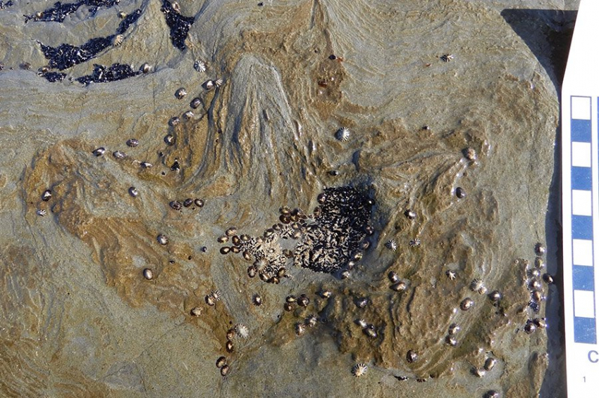 Крупные динозавры-тероподы процветали вблизи Южного полюса