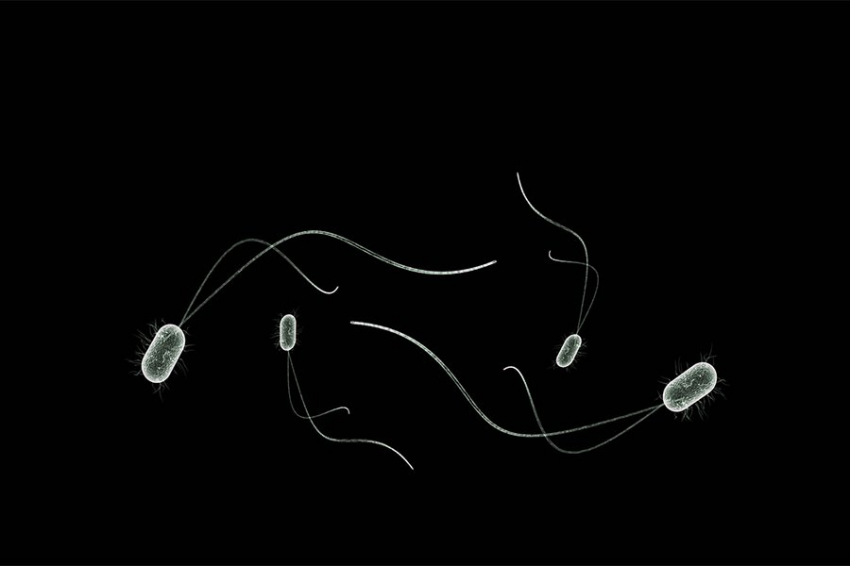 Ученые разработали штамм микробов, способный производить полиэфирные материалы