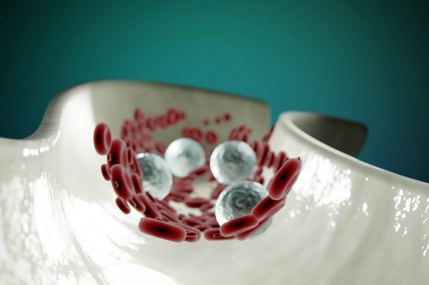 Загадка третьего состояния: как клетки продолжают жить после смерти