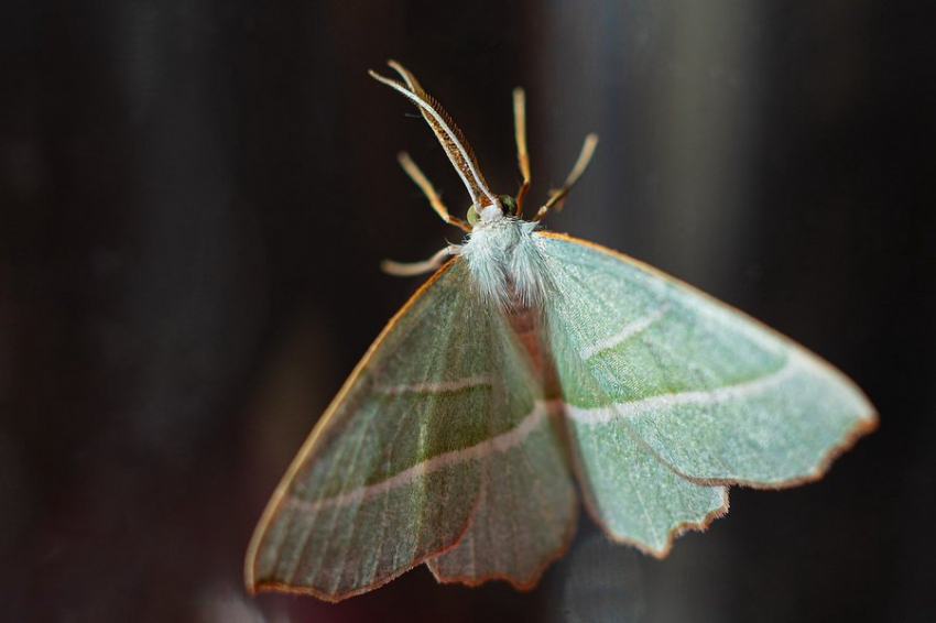 Моль против пластика: в НГТУ разработали революционный метод переработки отходов