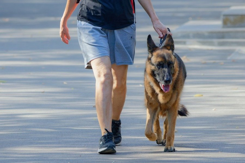 Heel представила виртуальный поводок для собак с технологией Autoprox