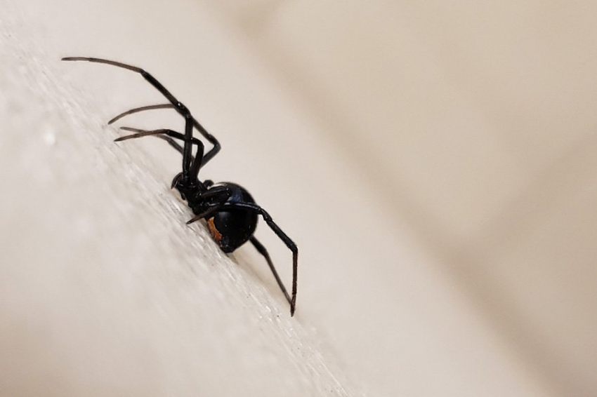 Ученые расшифровали яд паука черная вдова