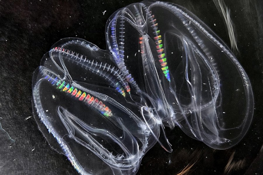 После травмы гребневики могут объединяться в один организм и развиваться дальше