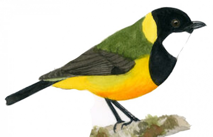 Ученые обнаружили новые антимикробные соединения в оперении тропической птицы