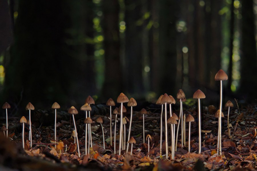 Fungal Ecology: грибной мицелий может «распознавать» формы