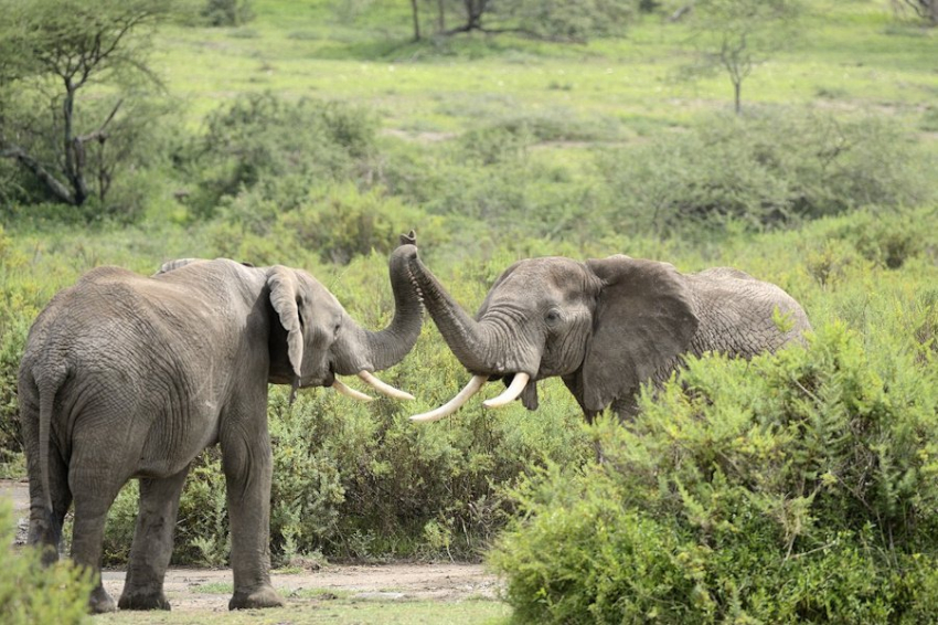 Слоны помнят своих старых знакомых и узнают людей спустя более 10 лет