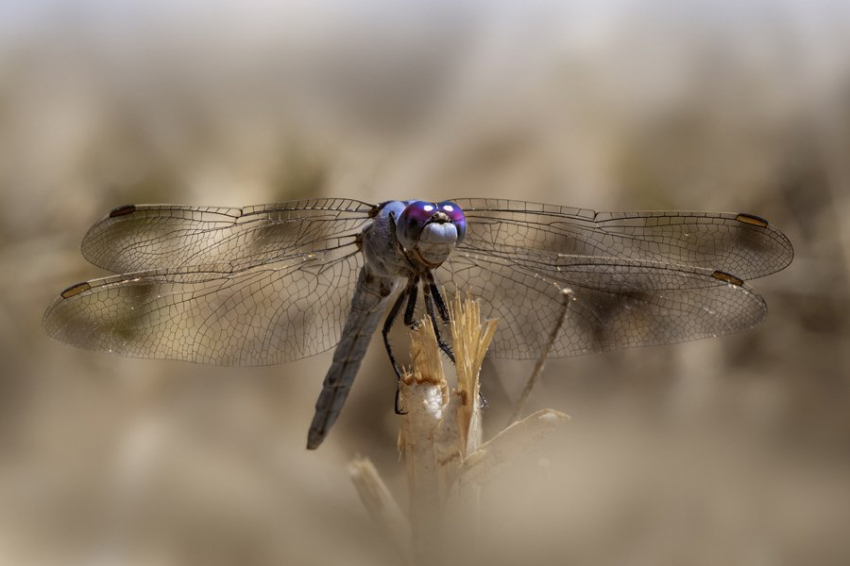Темные крылья помогают стрекозам переносить жару и привлекать партнеров