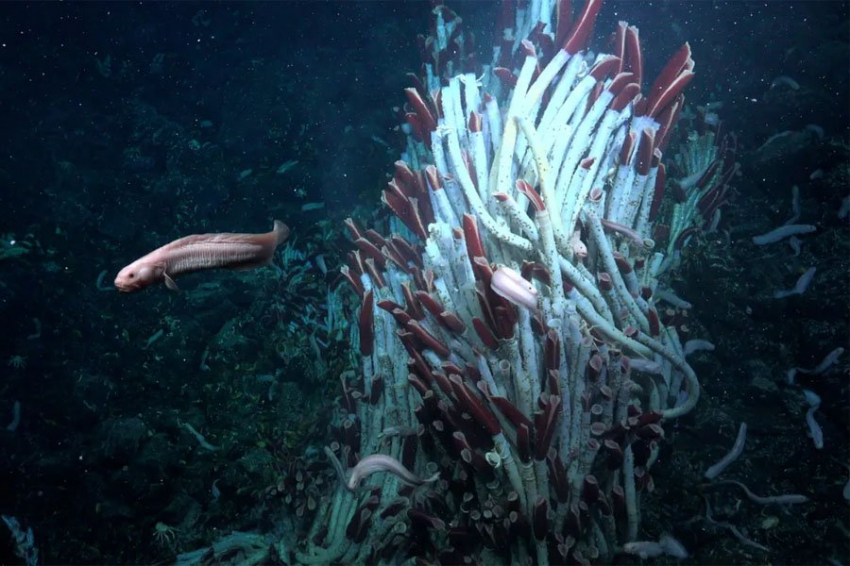 Богатая экосистема обнаружена под морским дном на глубине 2500 метров