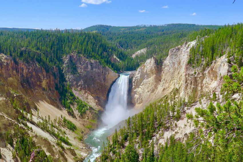 Хищничество, а не страх перед волками, удерживает лосей от поедания Йеллоустоуна