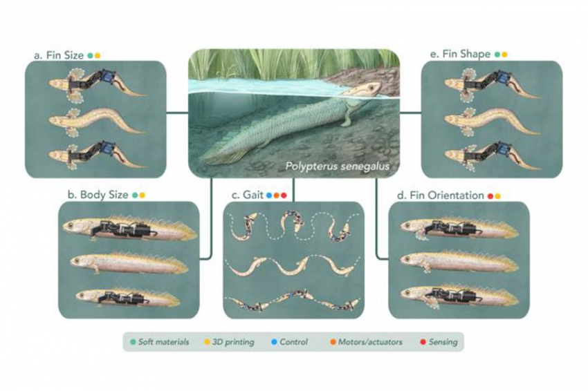 «Палеороботы» помогают ученым понять, как рыбы начали ходить по суше