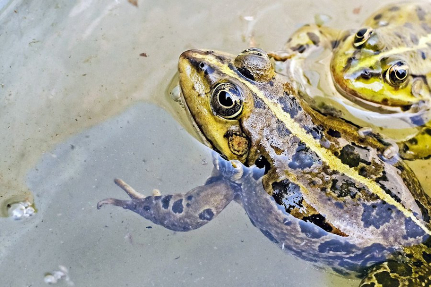 Nature: глобальное потепление сушит дома лягушек и ставит их на грань вымирания