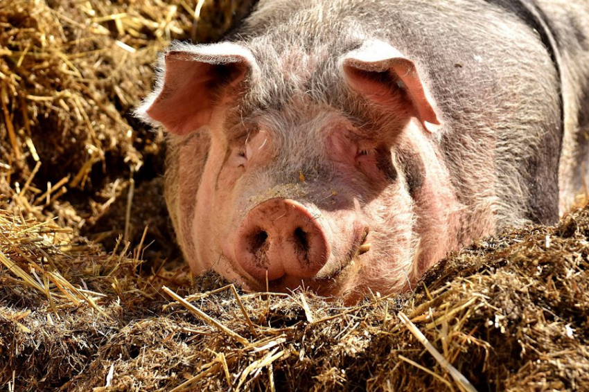ИИ помогает фермерам понять хрюканье своих свиней