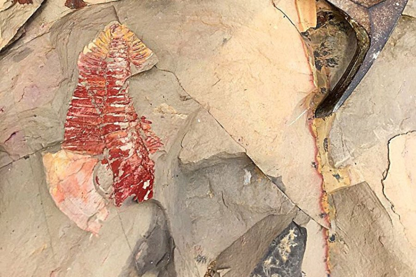 Давно изученные окаменелости получили новую интерпретацию