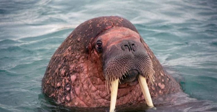 В России 24 ноября 2024 года отмечают два праздника