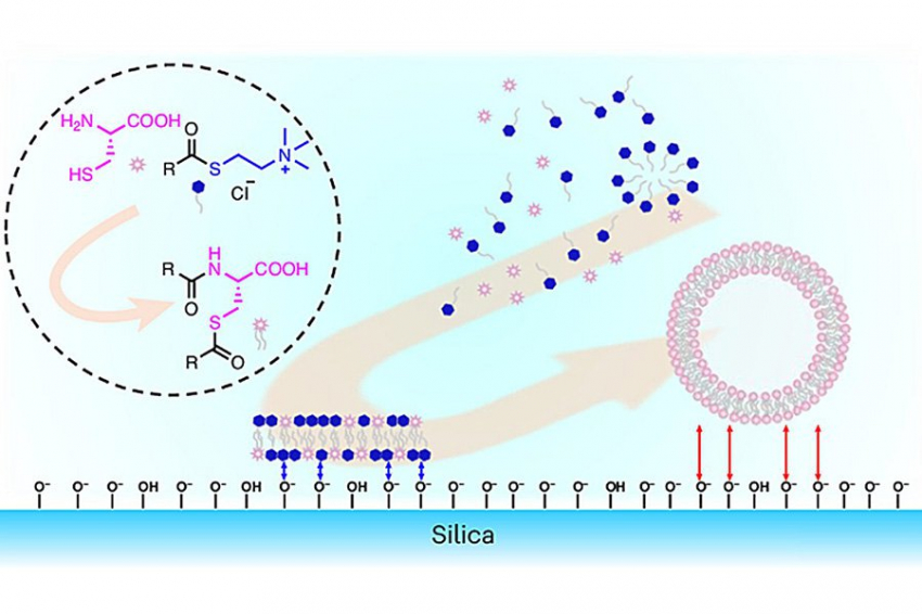 Созданные протоклетки помогают понять, как появились первые клеточные мембраны