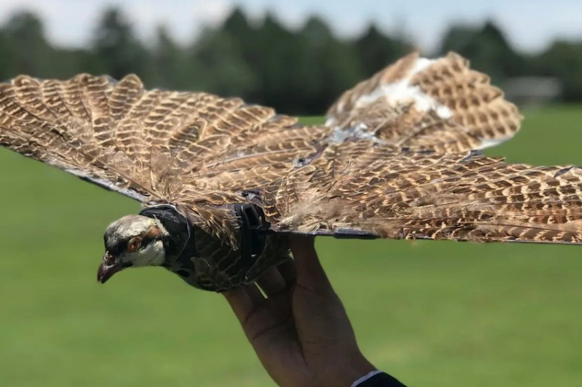 Беспилотники, замаскированные под птиц: новая разработка учёных