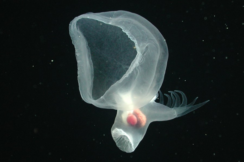 Глубоководный светящийся морской слизень озадачил ученых