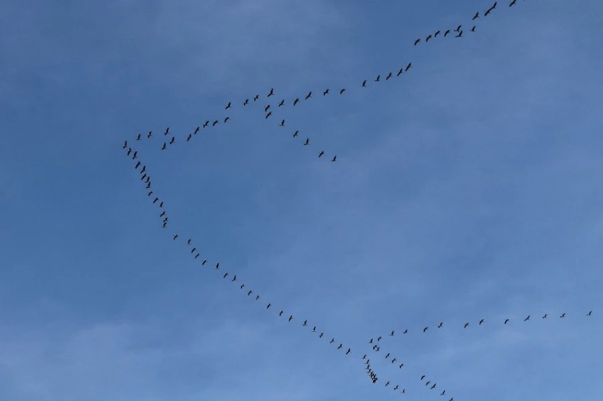 Перелетные птицы могут использовать магнитное поле Земли как GPS