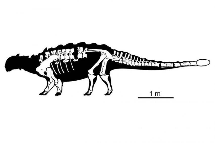Обнаруженный в Китае в 1986 году динозавр идентифицирован как новый вид