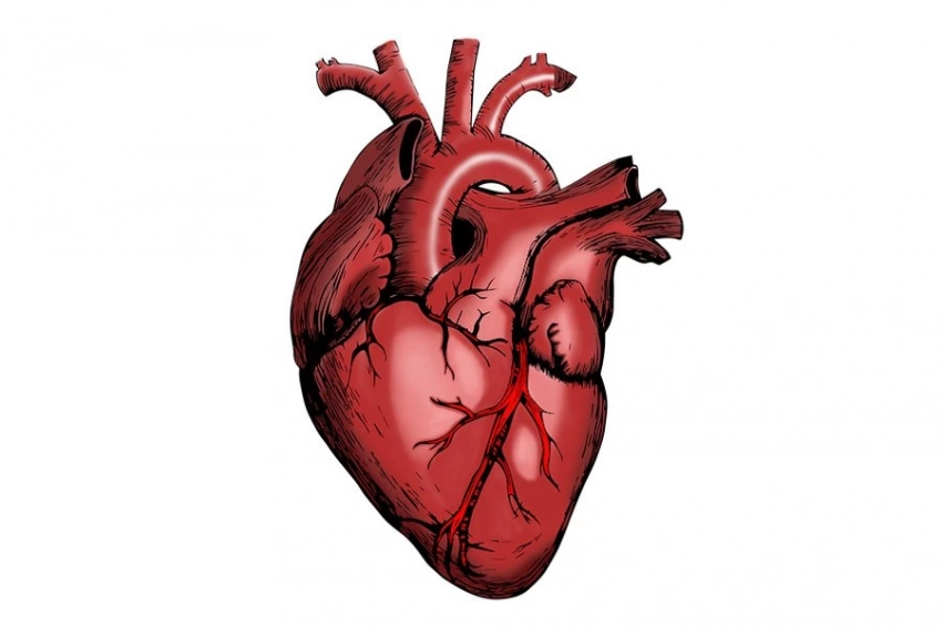 Прорыв в кардиологии: российские учёные создали «заплатку» для сердца