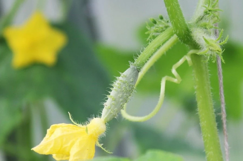 Бешеный огурец «выстреливает» свои семена на 10 метров