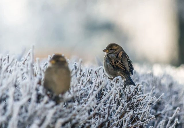 Приметы и обычаи на 16 января 2025 года, в Гордеев день