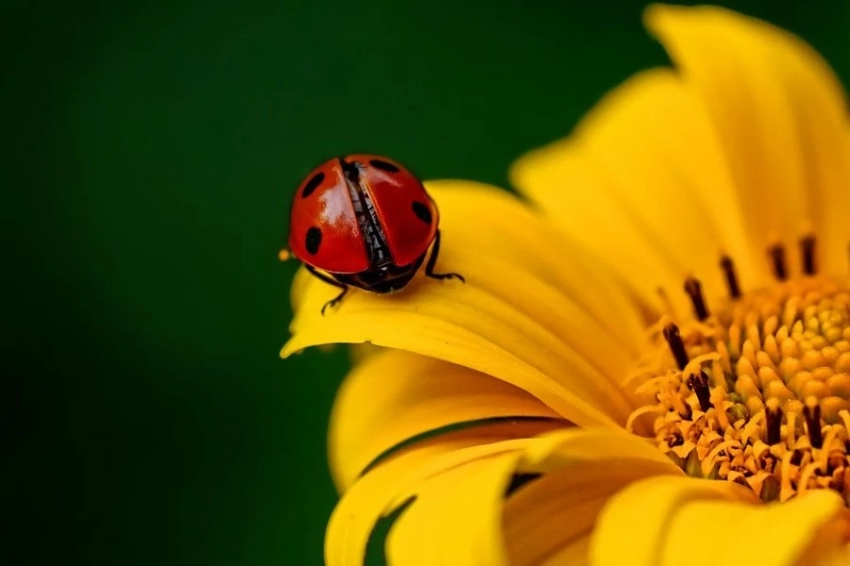 Насекомые предпочитают роскошь: как доход влияет на биоразнообразие насекомых