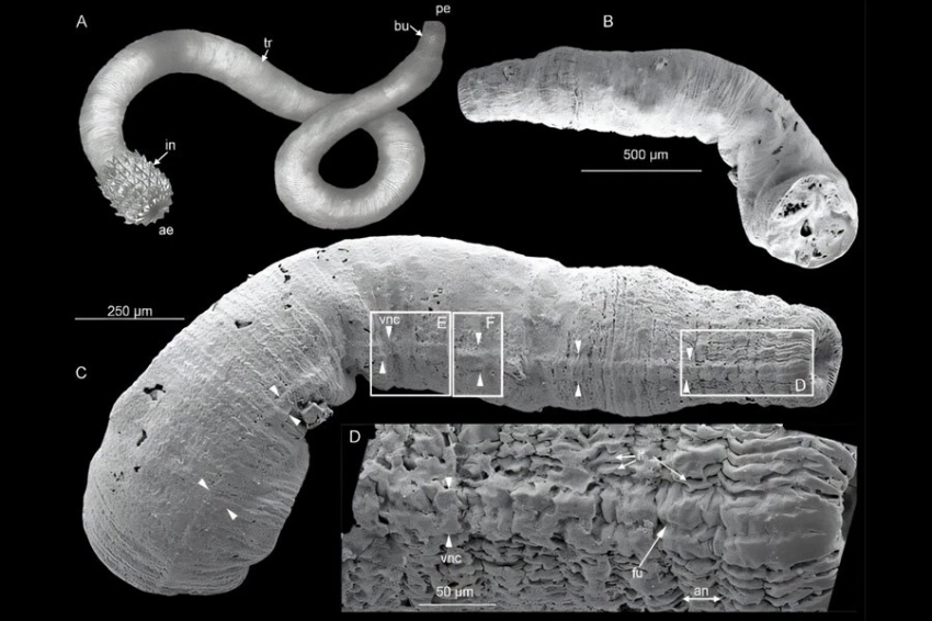 Открытие ископаемых проливает свет на раннюю эволюцию нервной системы животных