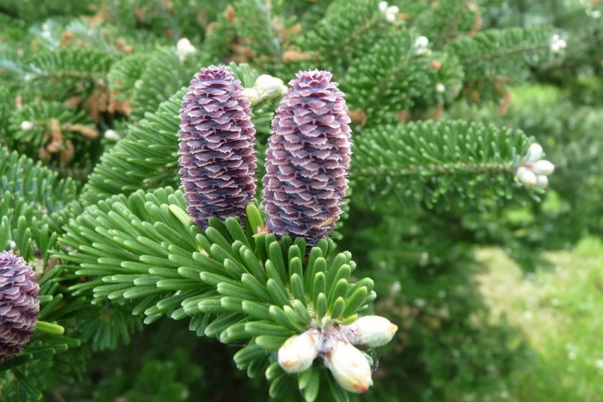 Хвойный адаптоген: учёные из Коми разработали БАД из пихты