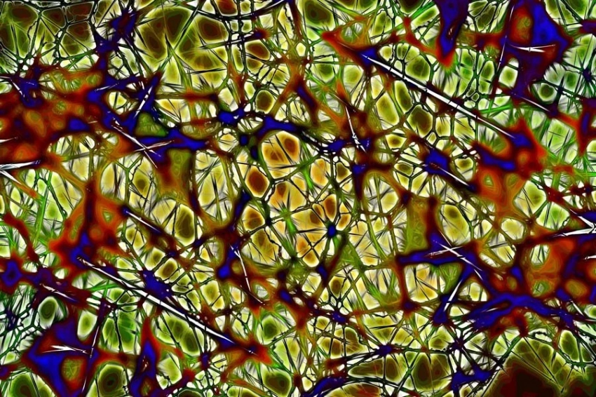 Ученые определили нейроны мозга, отвечающие за потребление жира и сахара